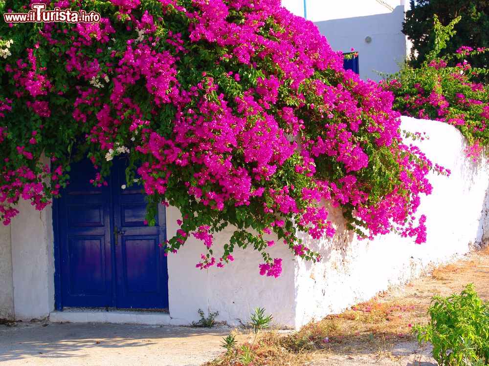 Immagine Bouganvillea fiorita su una casa tradizionale dell'isola di Stetses, Golfo Saronico, Grecia.
