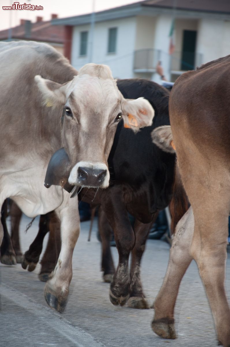 Immagine Bovini lungo le strade di Bressanvido durante la Festa della Transumanza - ©  sito ufficiale