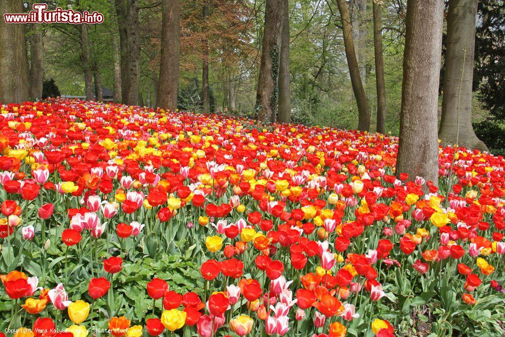 Immagine Bruxelles, Belgio: la mostra internazionale di Floralia nel Castello di Groot-Bijgaarden - © Vera Kalyuzhnaya / Shutterstock.com