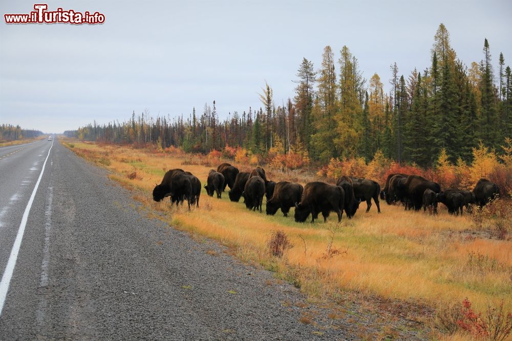 Immagine Bufali sulla Yellowknife Highway nei Territori del Nord-Ovest in Canada