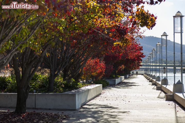 Immagine Passeggiata Burley Griffin Lake National Gallery, Canberra, Australia - Se i viali alberati sono belli poiché portano un po' di natura anche in città, quando nei periodi autunnali si tingono di colori caldi, ancora di più, come in questo caso. Come si vede dall'immagine le tinte sono diverse e variopinte, tutte però caratterizzate da un'armonia equilibrata decisamente unica - © Ilia Torlin/ Shutterstock.com