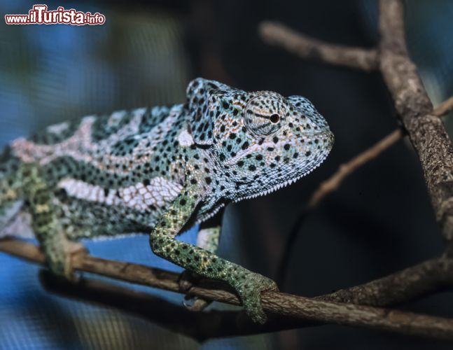 Immagine Kenya, Malindi: il territorio della costa keniana presenta una ricca varietà esemplari faunistici di ogni genere, dai mammiferi ai rettili. Nella foto un camaleonte - foto © Angelo Giampiccolo / Shutterstock.com