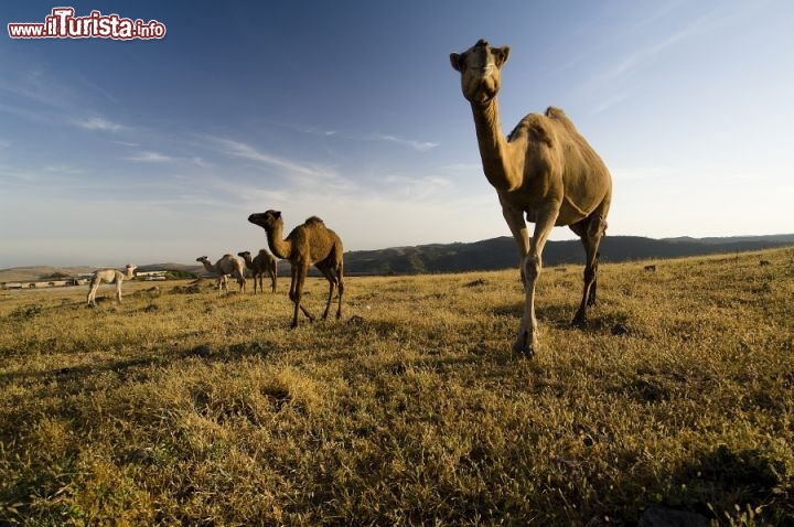 Immagine Cammelli sul massiccio del Dhofar in Oman - Copyright Ufficio del Turismo del Sultanato dell'Oman