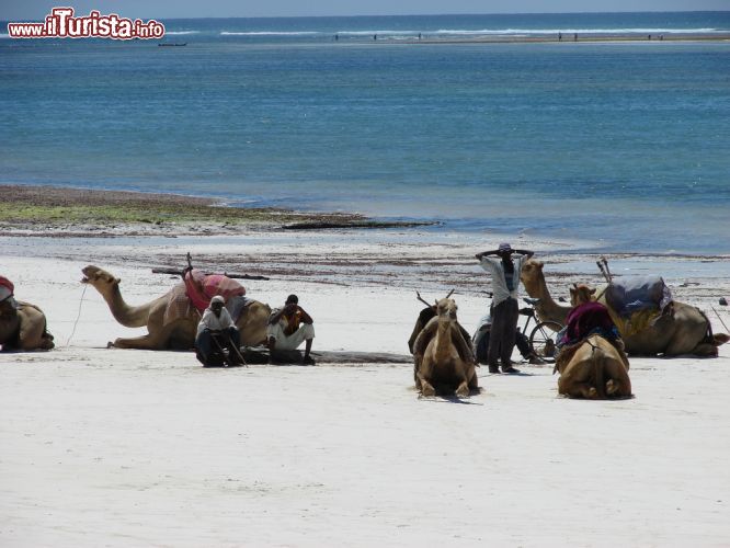 Immagine Un gruppo di uomini con i loro cammelli, si riposa sulla spiaggia di Diani Beach, Kenya - il cammello è ancora un mezzo di trasporto piuttosto usato in diverse zone dell'Africa, utile nel deserto soprattutto per la sua capacità di resistere lunghi periodi senza acqua. In questa fotografia possiamo infatti osservare un gruppo di uomini a riposo sulla spiaggia di Diani Beach, insieme ai loro cammelli. - © ppart / Shutterstock.com