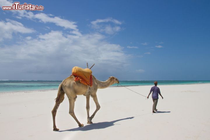 Immagine Un cammello sulla spiaggia di Diani Beach, Kenya - il cammello, oltre a essere ancora usato come mezzo di trasporto da alcuni abitanti del posto, è anche una grande attrazione turistica. I turisti ospiti dei vari resort e hotel, possono infatti usufruire di gite organizzate proprio "a bordo" di questi splendidi e affascinanti animali.  - © Wansfordphoto / Shutterstock.com