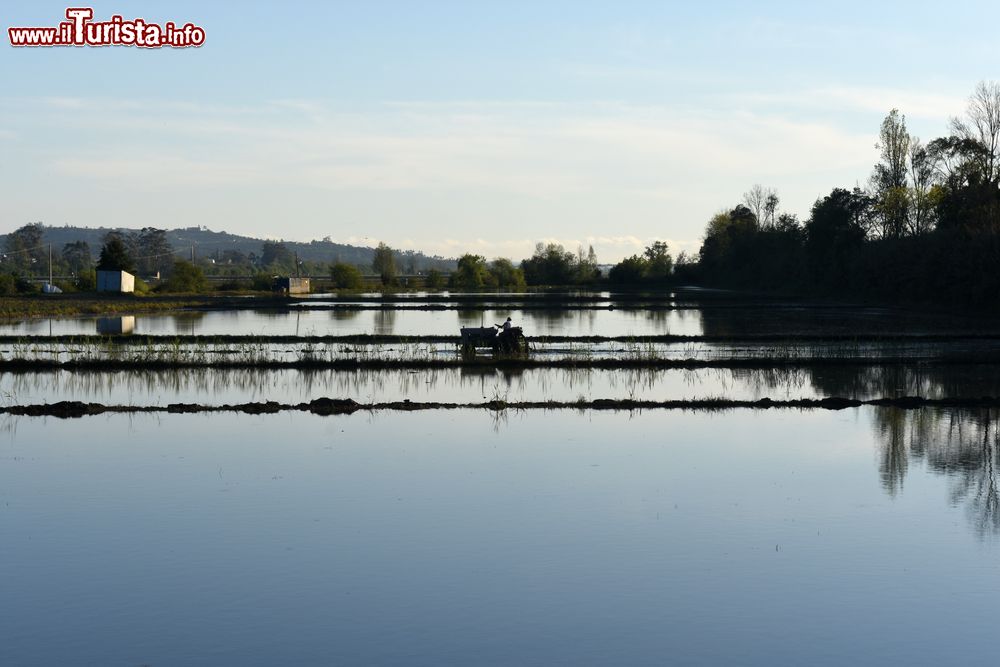 Immagine Campi coltivati a riso a Montemor-o-Velho, Portogallo.