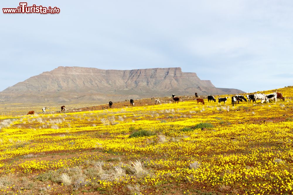 Immagine Campi di fiori gialli con mucche al pascolo nella regione di Kimberley, Sudafrica. Sullo sfondo, il parco nazionale di Tankwa Karoo.