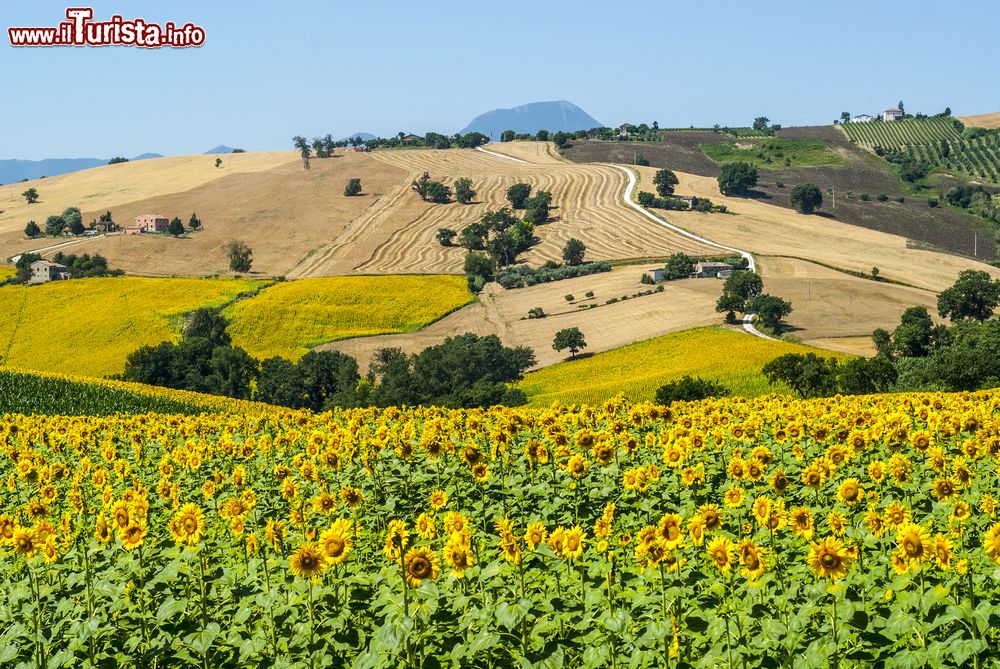 Immagine Campi di girasole nella campagna vicino a Cingoli, Marche.