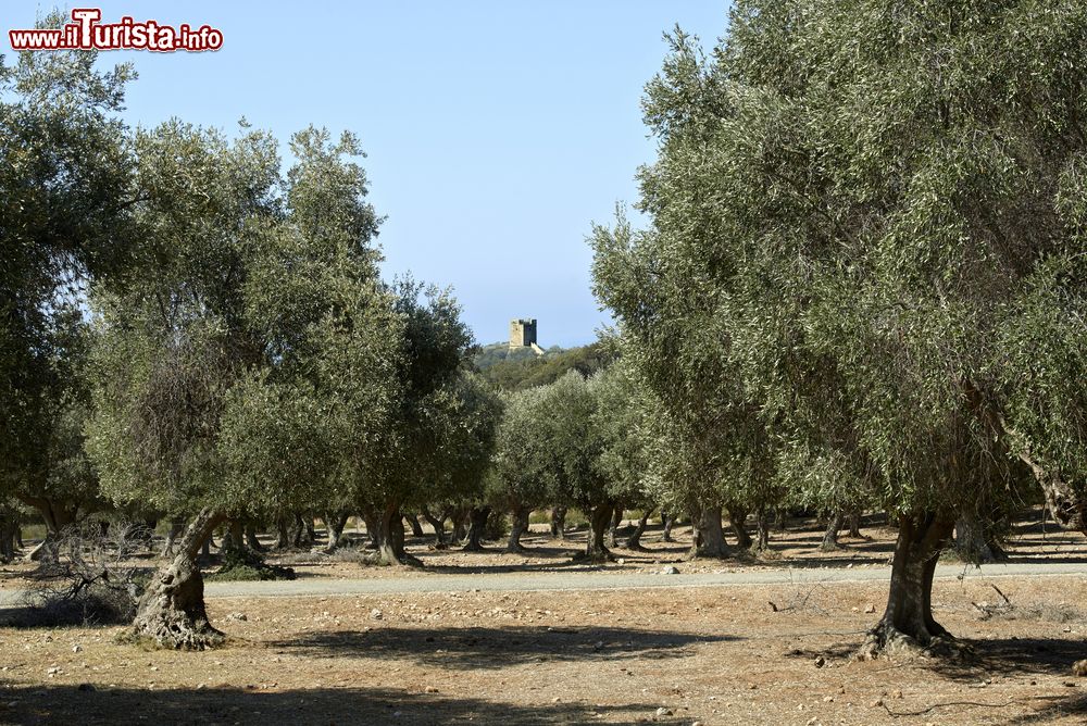 Immagine Campi di olivi a Alberese in Maremma, sud della Toscana