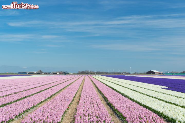 Immagine Campi in fiore non lontano da De Rijp, villaggio tipico dell'Olanda del Nord - © Ivonne Wierink / Shutterstock.com