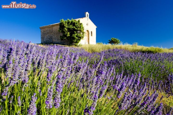 Immagine Campi di lavanda in fiera, Plateau de Valensole in Provenza - © PHB.cz - Fotolia.com