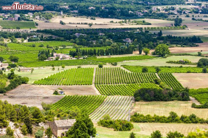Immagine Campi della Provenza nei pressi di Gordes, Francia - Una bella immagine delle coltivazioni e dei campi che si estendono a perdita d'occhio nei dintorni di Gordes © PHB.cz (Richard Semik) / Shutterstock.com