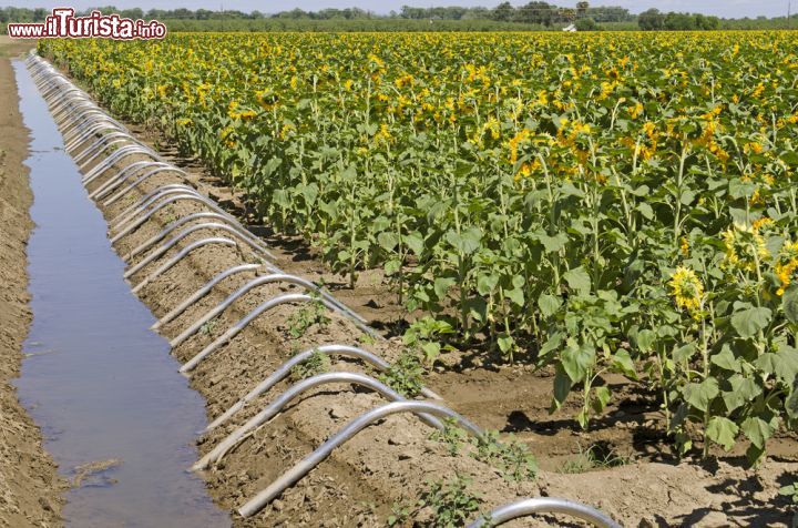 Immagine Campo di girasole nell'area agricola presso Sacramento, California - Un'immensa distesa di "sunflowers" cresce nei pressi della città di Sacramento, nella vasta area dedicata alle coltivazioni. Il clima mediterraneo, con inverni miti e poco piovosi e estati secche e calde, contribuisce alla perfetta produzione agricola © TFoxFoto / Shutterstock.com