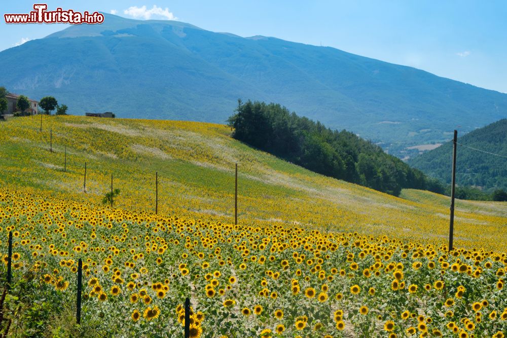 Immagine Campo di girasoli in estate, siamo nella campagne intorno a Civitella del Tronto in provincia di Teramo (Abruzzo).