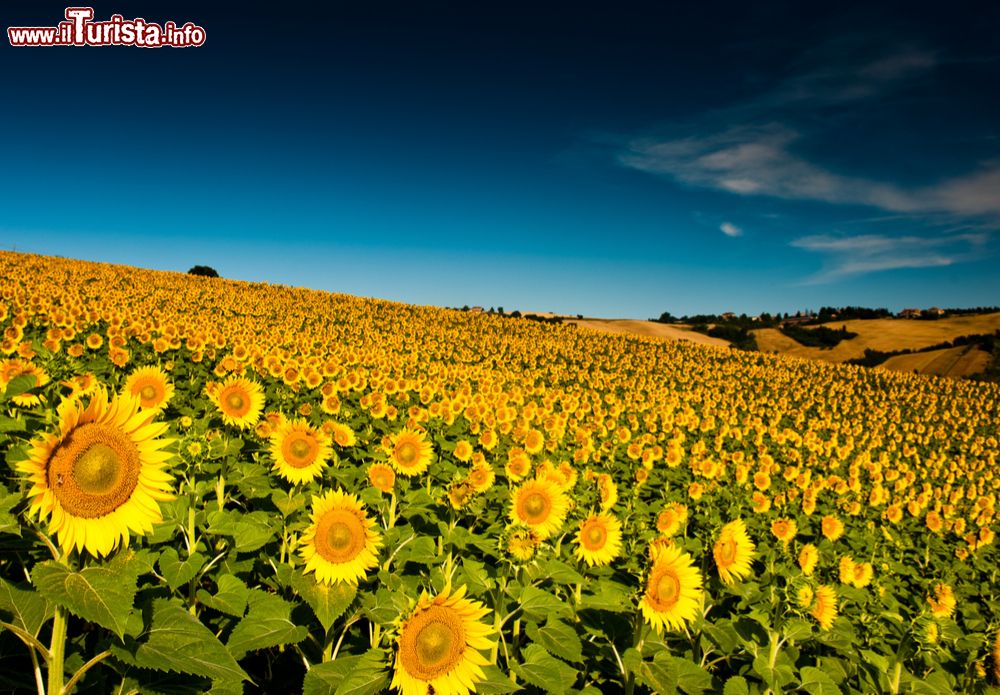 Immagine Campo di girasoli in estate vicino a Servigliano nelle Marche