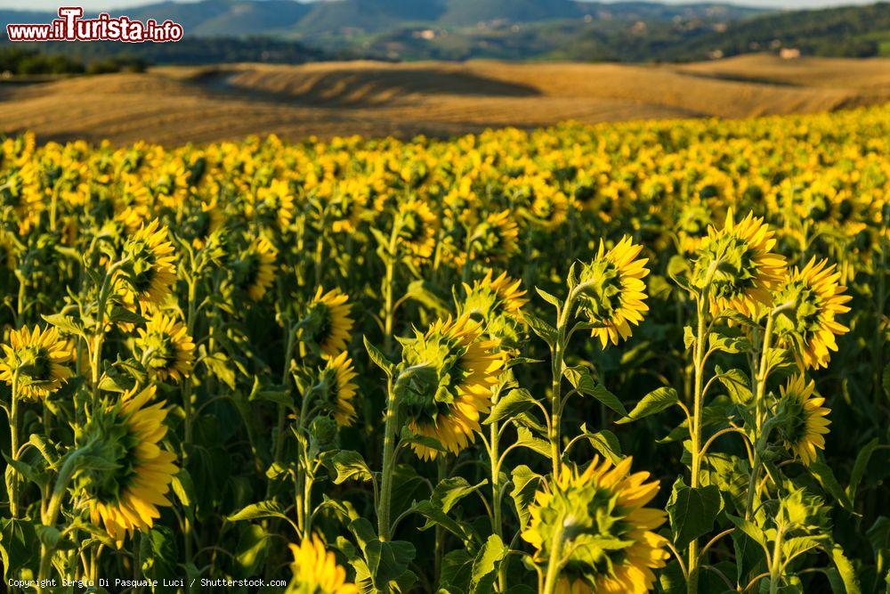 Immagine Campo di Girasoli nelle campagne di Montaperti in Toscana - © Sergio Di Pasquale Luci / Shutterstock.com