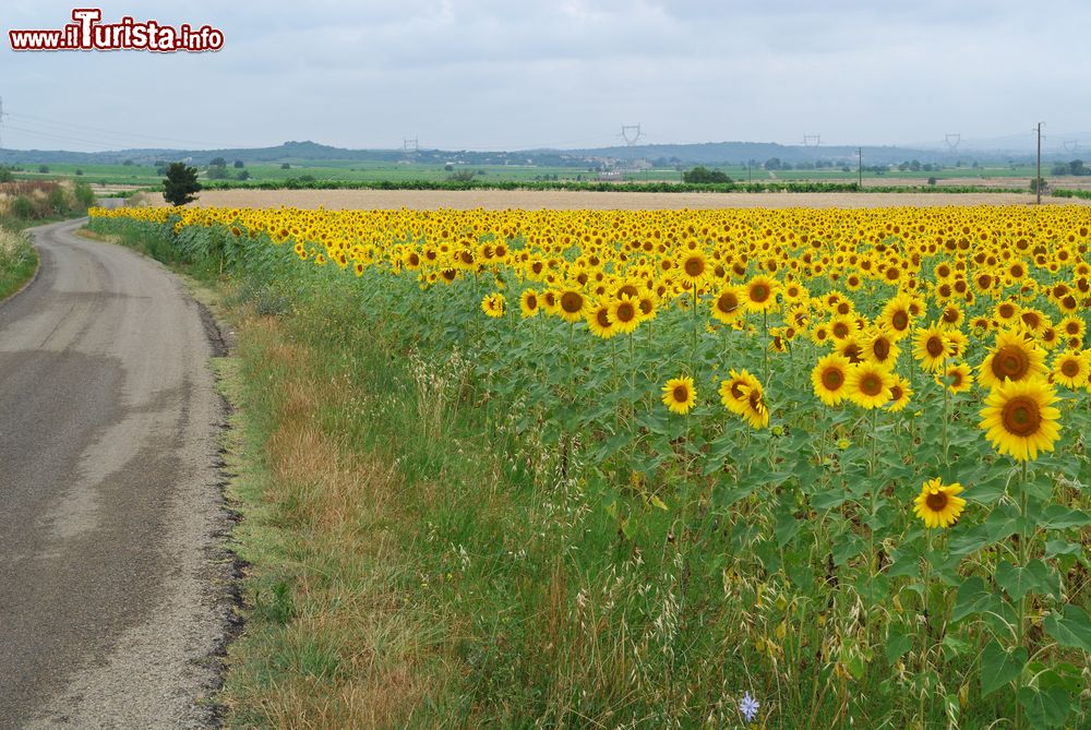 Immagine Campo di girasoli sulla strada da Uzes a Nimes, Francia. Una immensa distesa di fiori accompagna il tragitto che da Uzes porta verso la più celebre Nimes.