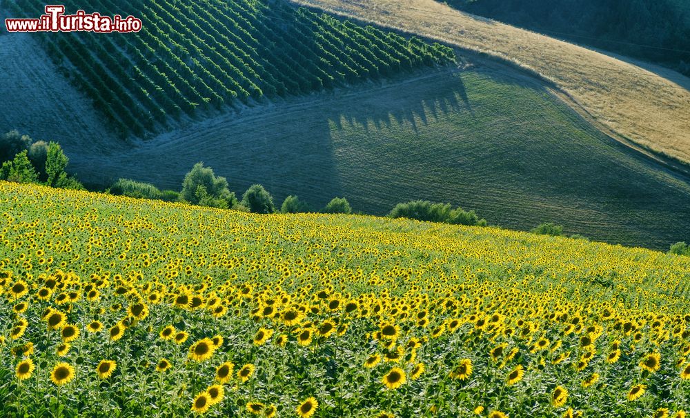 Immagine Campo di girasoli sulle colline intorno a Riolo Terme in Romagna
