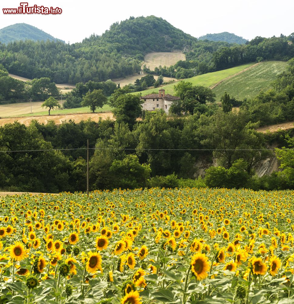 Immagine Campo di girasoli vicino a Cagli, fotografato in estate