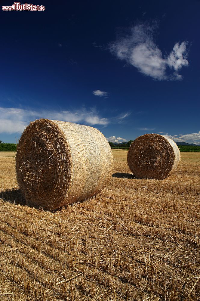 Immagine Campo di grano dopo la mietitura a Cazzago San Martino in Franciacorta, Lombardia