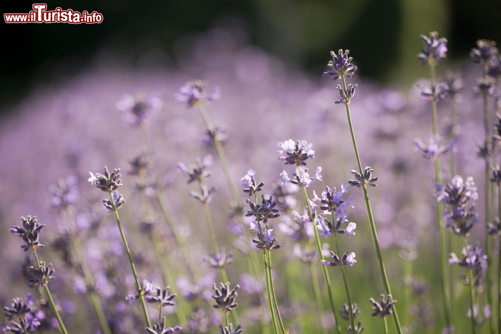 Immagine Campo di lavanda in fiore a Sale San Giovanni in Piemonte.