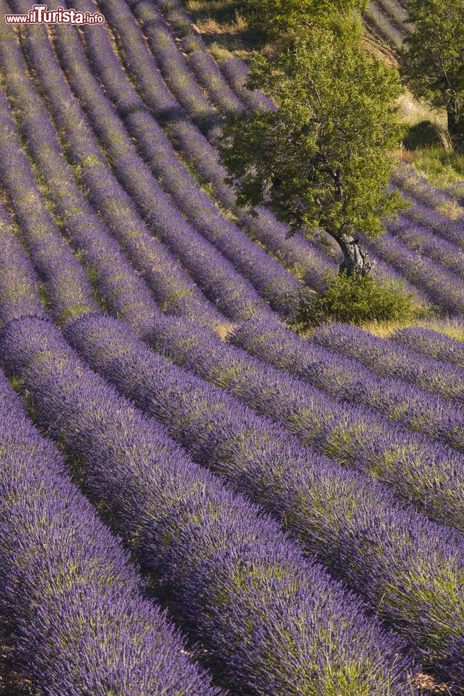 Immagine Campo di lavanda in fiore in estate a Ferrassières nella Drome, sud della Francia.