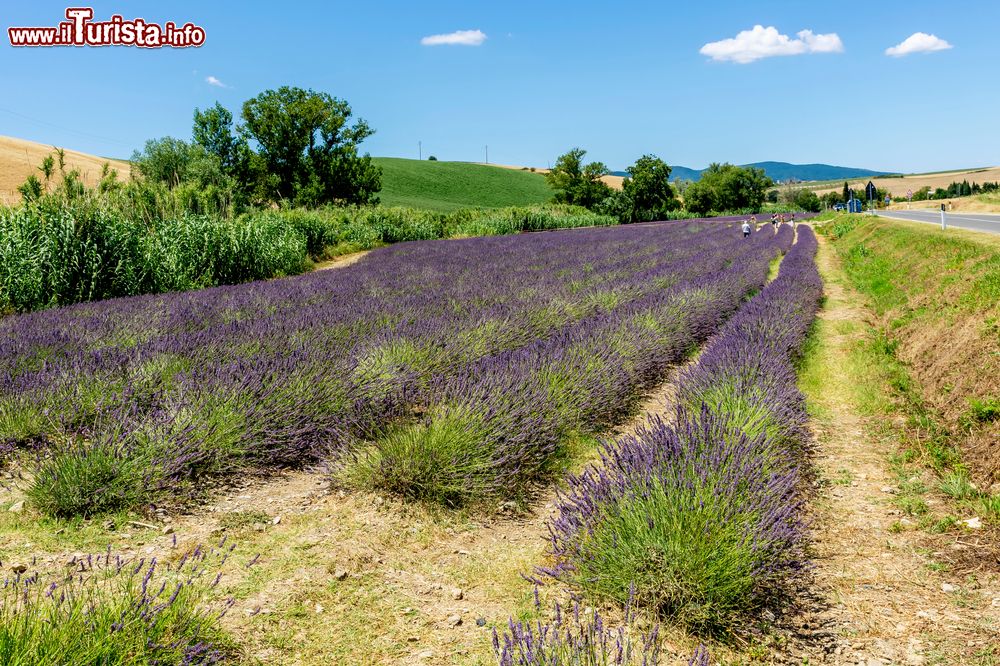 Immagine Campo di Lavanda in Toscana, siamo a Santa Luce in provincia di Pisa