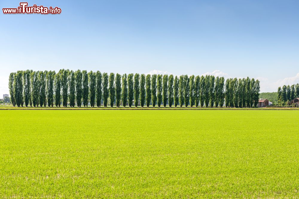 Immagine Campo di riso in Lomellina vicino a Mortara, provincia di Pavia