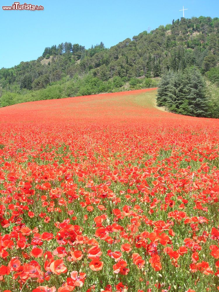 Immagine Campo ricolmo di papavari vicino a Sasso Marconi, Bologna, Emilia Romagna