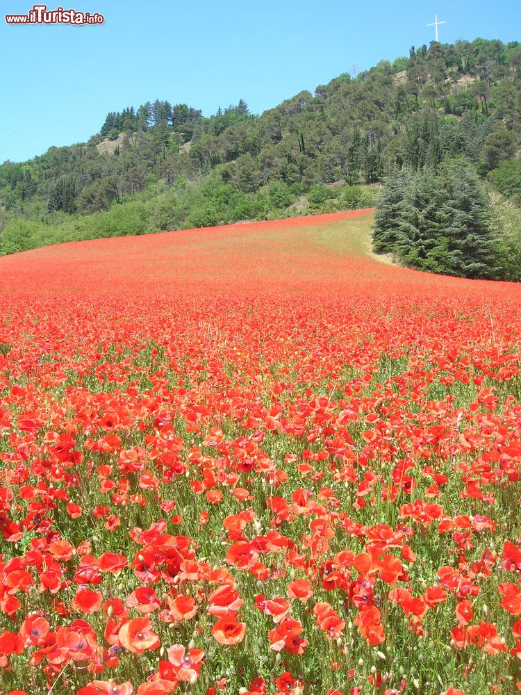 Immagine Campo ricolmo di papavari vicino a Sasso Marconi, Bologna, Emilia Romagna