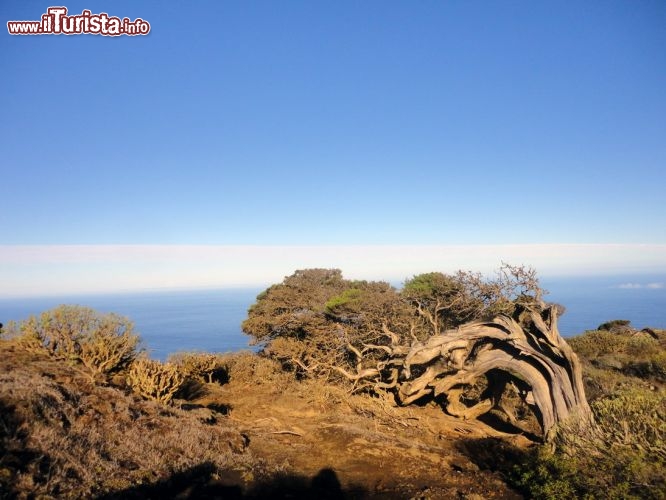 Immagine El Sabinar, la spettacolare foresta di sabinas (ginepri) simbolo dell'isola. Siamo a El Hierro, Canarie.