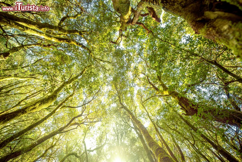 Immagine La foresta rigogliosa del Parco Nazionale Garajonay sull'isola di La Gomera. Siamo nell'arcipelago delle Canarie.