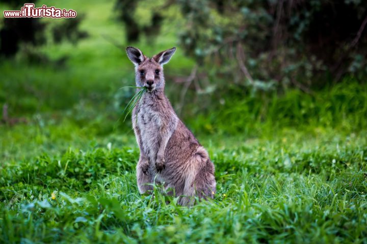 Immagine Un canguro al parco di Canberra in Australia - Il canguro è l'animale simbolo per eccellenza dell'Australia e non è assolutamente raro, per questo, trovarne di varie speci. Nel parco di Canberra sono liberi di saltellare nel verde e arricchire la natura con la loro presenza, nonché quella dei turisti, visto che l'animale è apprezzatissimo soprattutto dai bambini per via di un aspetto buffo e un indole innocua - © David Tao / Shutterstock.com