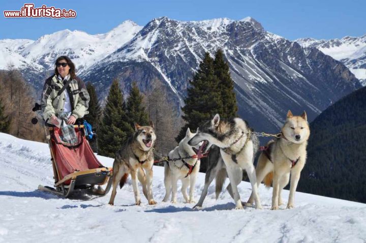 Immagine Cani da slitta sleddog Husky Village Arnoga Valtellina