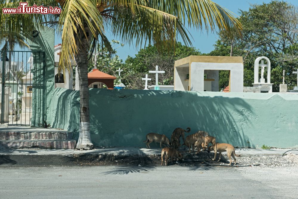 Immagine Cani randagi davanti al cimitero di Progreso, Messico. E' una triste piaga di molti territori del Centro America.