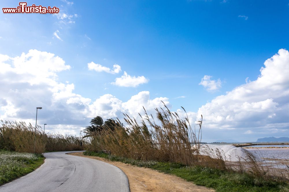 Immagine Canne selvatiche lungo una strada costiera nei pressi del mare, Marsala, Sicilia.
 