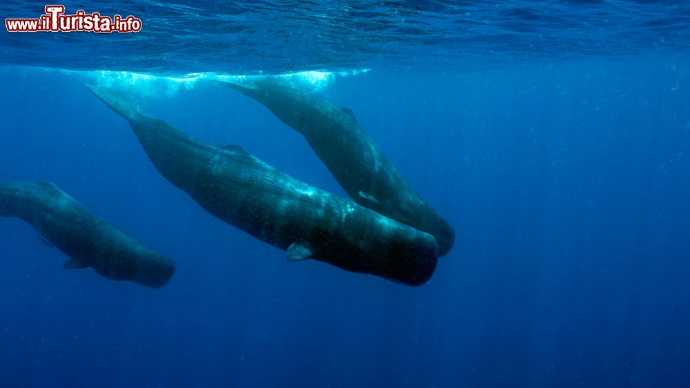 Immagine Capodogli nuotano nelle acque dell'isola di Dominica, Mar dei Caraibi.