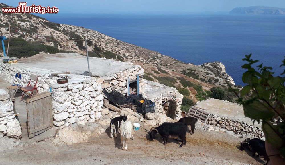 Immagine Capre si nutrono fuori da una fattoria sull'isola greca di Donoussa, Cicladi.