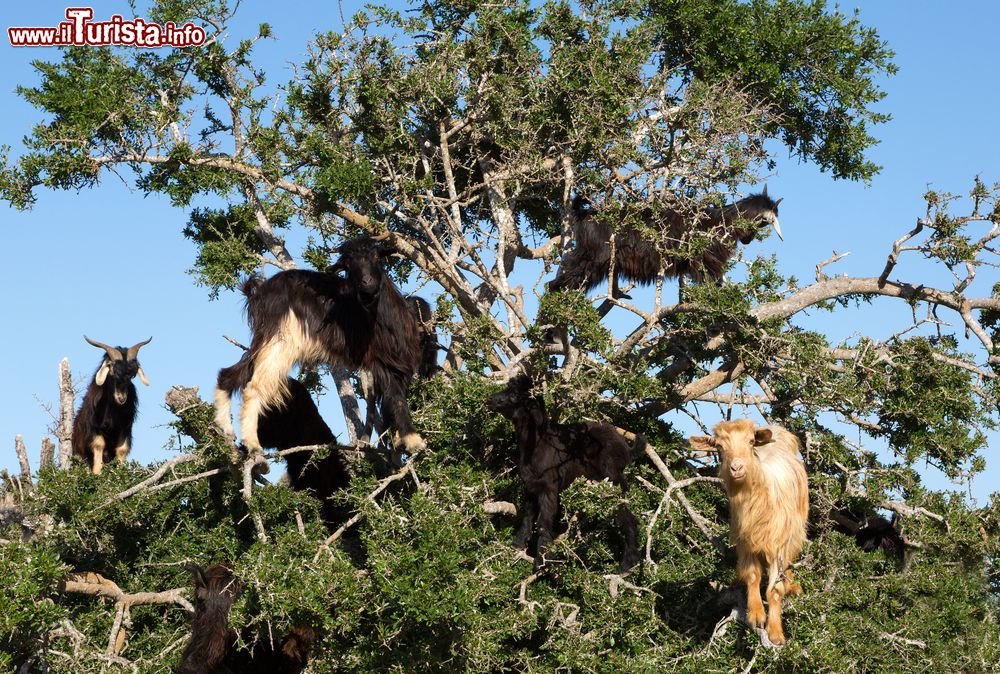 Immagine Capre su un albero di argan nei pressi di Imsouane, nord di Tghazout, Marocco. Le foglie dell'argania spinosa, verde scuro e coriacee, servono come nutrimento per dromedari e capre; queste ultime non esitano ad arrampicarsi sugli alberi per brucarle.