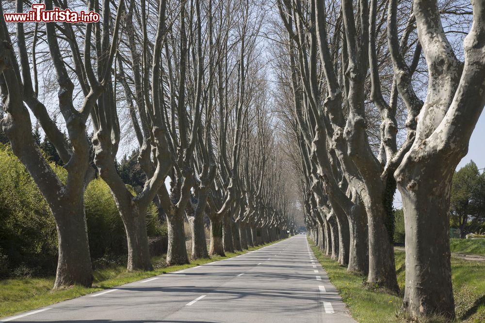 Immagine Cavaillon: una strada alberata non distante dalla cittò, nelle campagne della Provenza - foto © Shutterstock