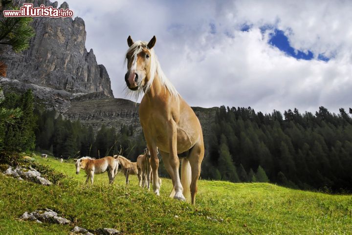 Immagine Cavalli al pascolo in Val Sarentino - © Michael Rucker / Shutterstock.com