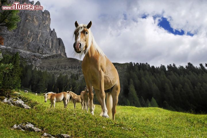 Le foto di cosa vedere e visitare a Sarentino