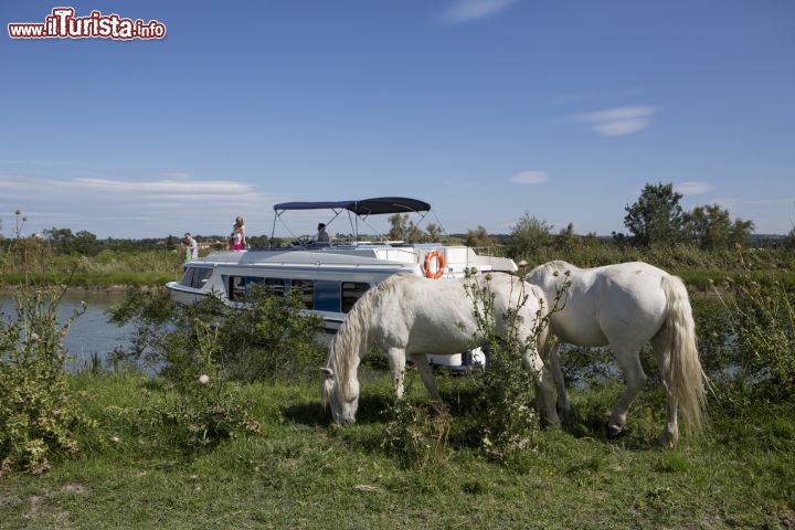 Immagine Cavalli allo stato brado nel Canal du Rhone, Camargue, Francia. Il Camargue è una razza di cavallo originario di questo territorio del sud della Francia: viene utilizzato per la conduzione delle mandrie da combattimento. Rustico e resistente, è usato anche per la sella e la soma.