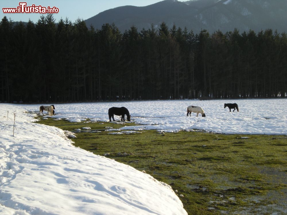 Immagine Cavalli sul lago ghiacciato di Laceno, provincia di Avellino, Campania. Siamo in frazione di Bagnoli Irpino dove sorge un lago di origine carsica alimentato dal torrente Tronola.