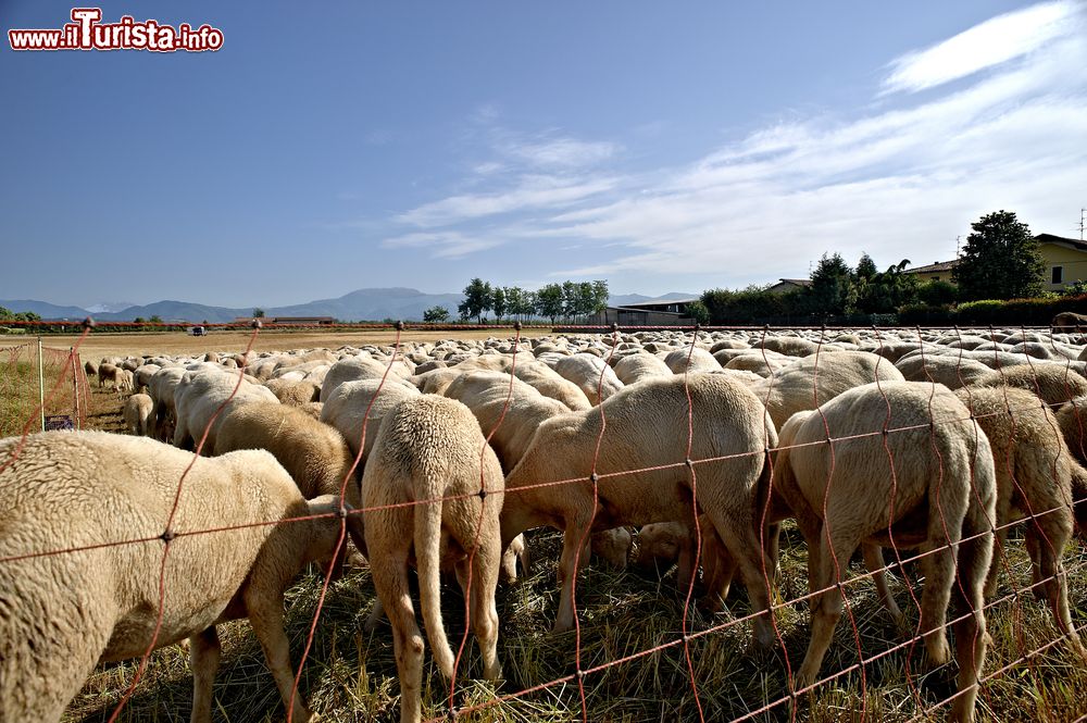 Immagine Cazzago San Martino (Bs) in Franciacorta: un allevamento di pecore