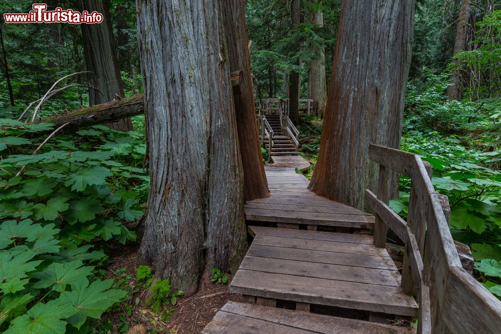 Immagine Cedri giganti al Giant Cedars Boardwalk Trail del Mount Revelstoke National Park, Canada. Si tratta di una foresta pluviale lungo la Trans Canada Higway.