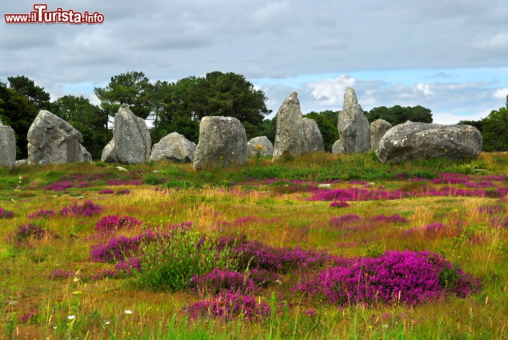Immagine Cespugli di erica fiorita fra i menhirs del complesso monolitico di Carnac, Bretagna, Francia.
