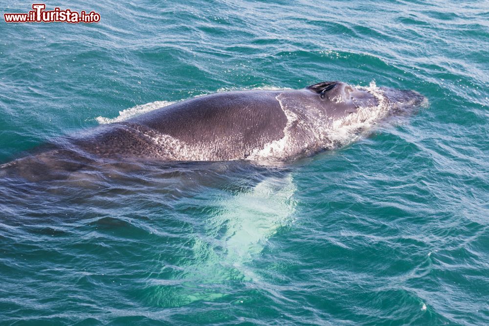 Immagine Un cetaceo nel mare davanti alla costa di Husavik, in Islanda.