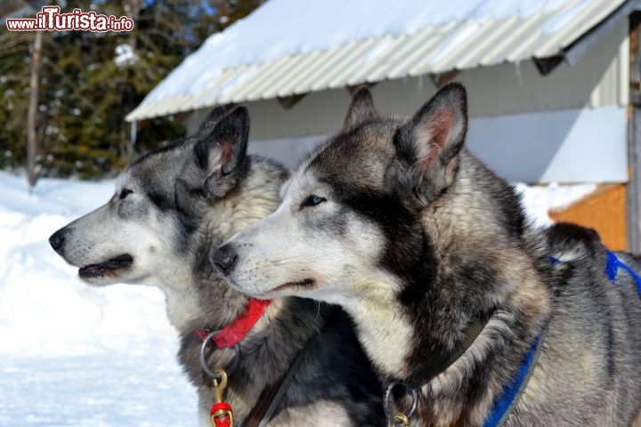 Immagine Chenil du Sportif, Les Eboulements: abbiamo provato l'esperienza del dog sledding presso questo allevamento di cani sulle colline di Les Eboulements, nella regione dello Charlevoix. I cani, carichi di adrenalina già al mattino presto, non vedono l'ora di partire.