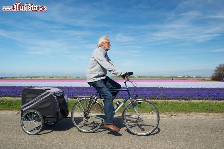 Immagine Un ciclista nelle campagne fiorite intorno a De Rijp in Olanda - © Ivonne Wierink / Shutterstock.com